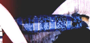Snowflake Obsidian, Peruvian Lapis Lazulii gemstone hidden tang knife handle