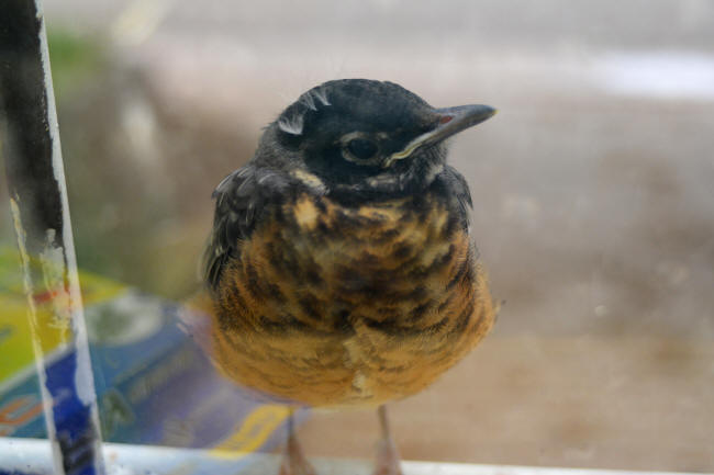 Young Robin on shop window
